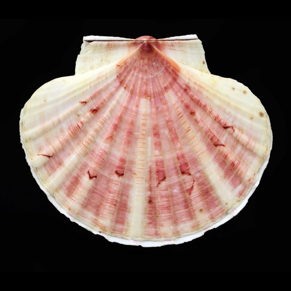 fumatus 86,0mm