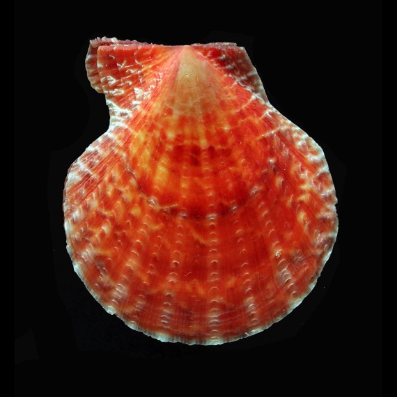 squamosa 59,0mm