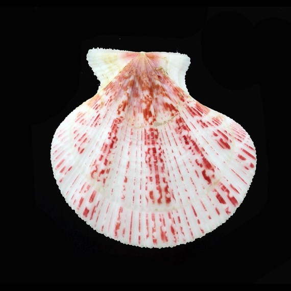 caroli 43,4mm