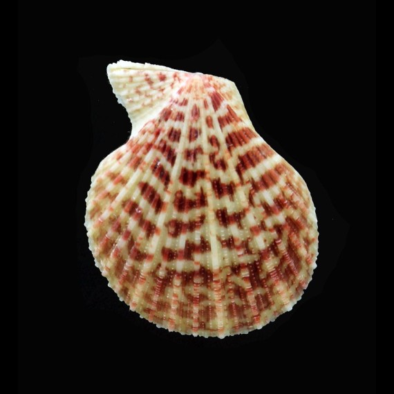 ornata 37,0mm