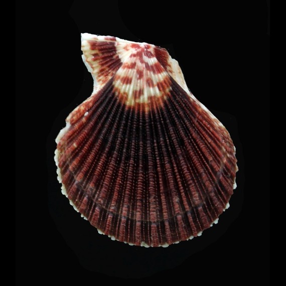 ornata 39,0mm