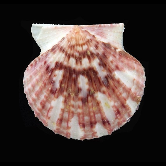 palmeri 39,0mm