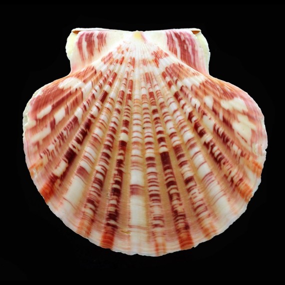 striatula 64,0mm LARGE
