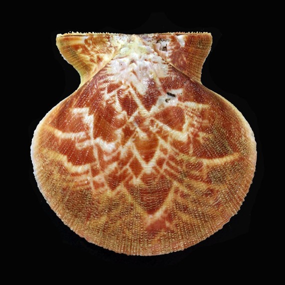 felipponei 65,0mm