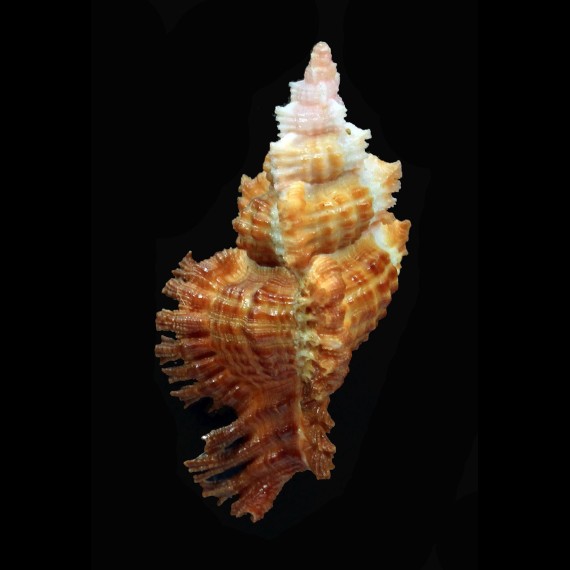 penchinati 50,5mm