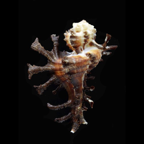 scorpio 48,5mm