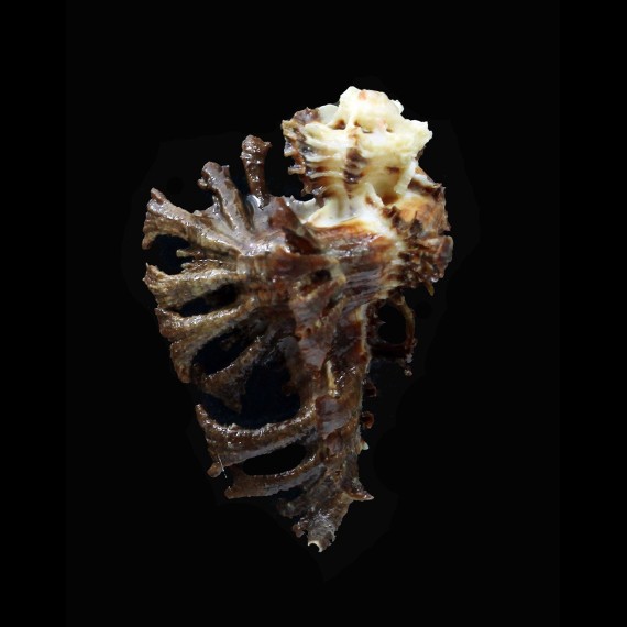 scorpio 47,0mm