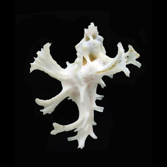 anatomica 57,0mm
