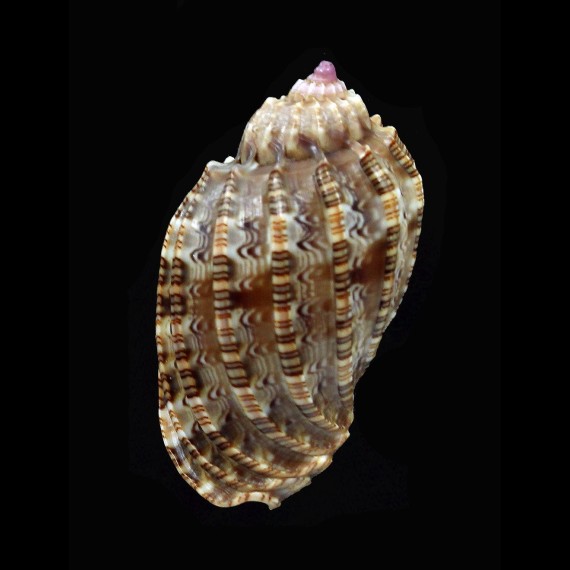 amouretta 40,0mm