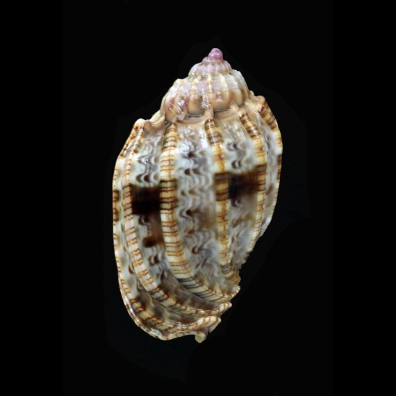 amouretta crassa 40,0mm