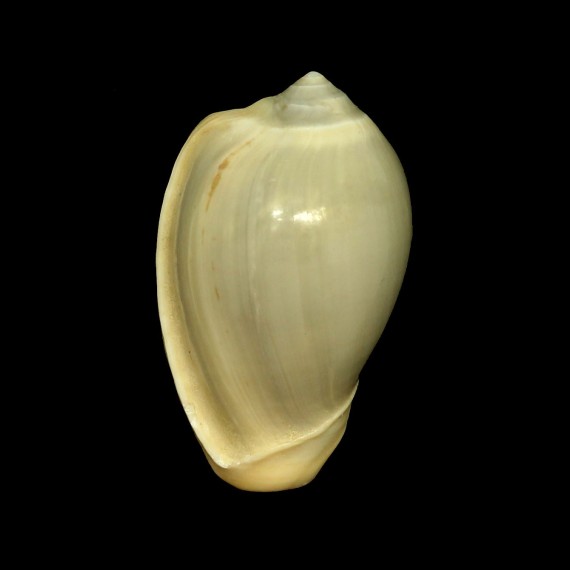 ventricosa