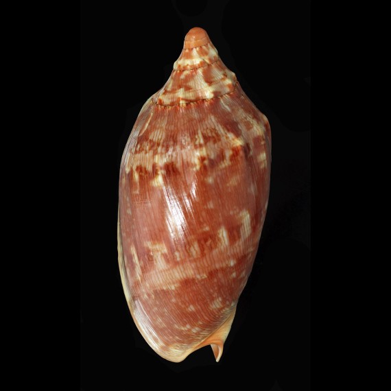 aulica 132,0mm