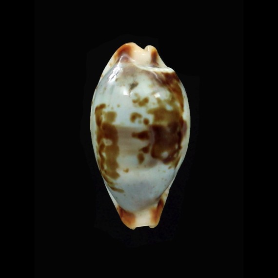 erythraensis 21,0mm