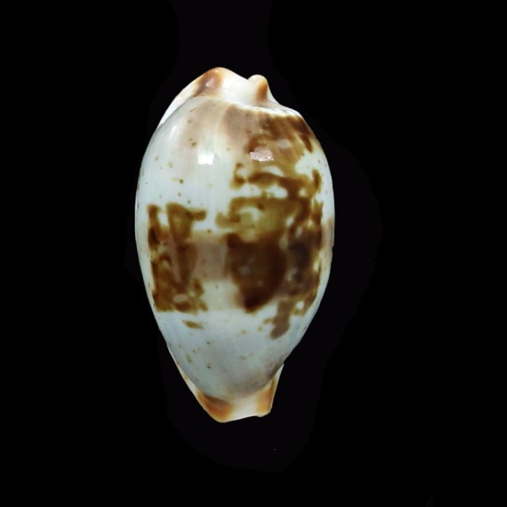 erythraensis 21,0mm