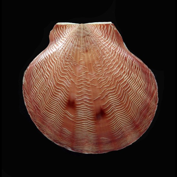 lineolaris 40,0mm