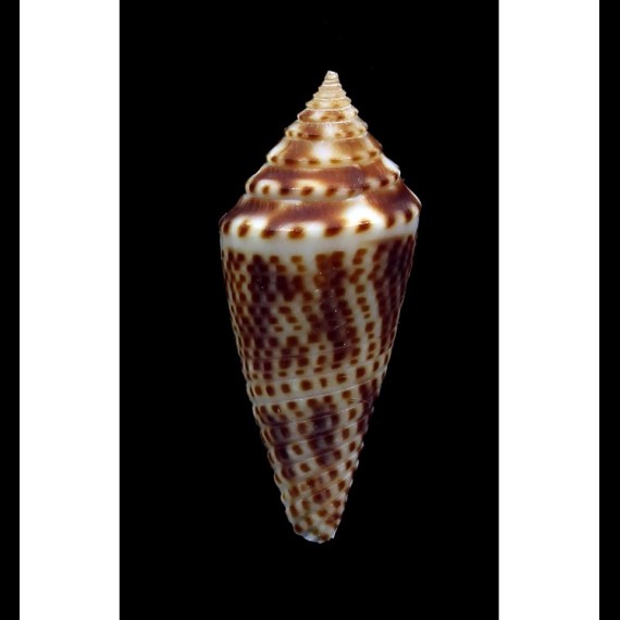 tornatus 24,2mm