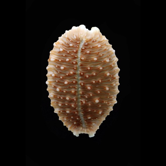 granulata 33,0mm
