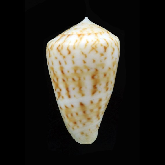 baeri 40,0mm BIG RARE