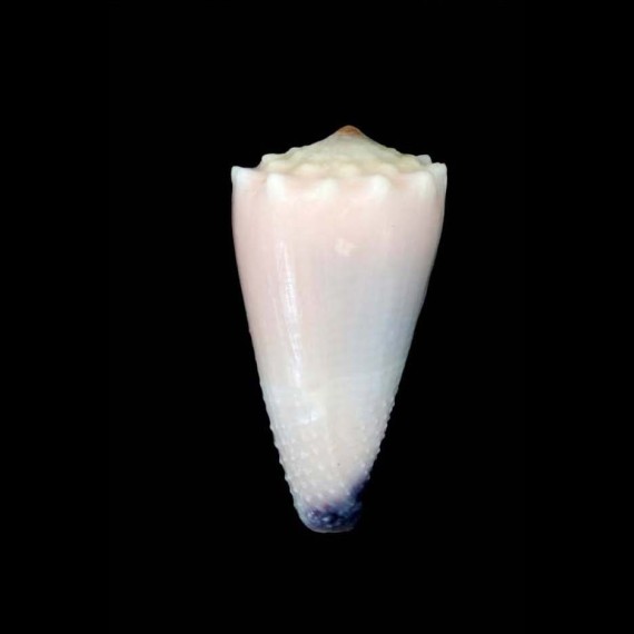 bandanus vidua