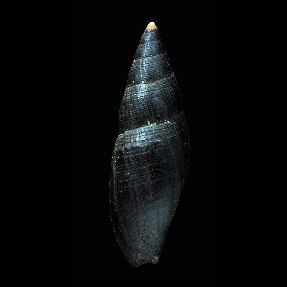idae 55,0mm