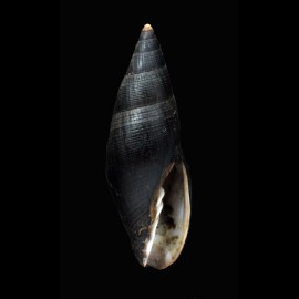 idae 55,0mm