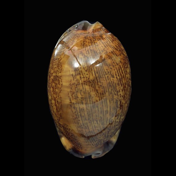 arabica 63,0mm RUSTY