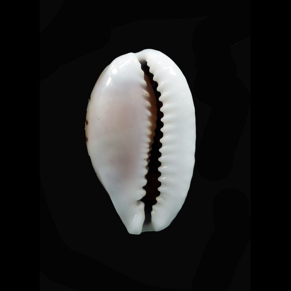 esontropia franciscoi 24,5mm DARK