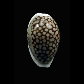 esontropia franciscoi 24,5mm DARK