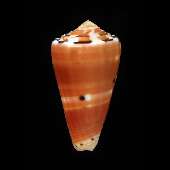 barthelemyi 62,2mm