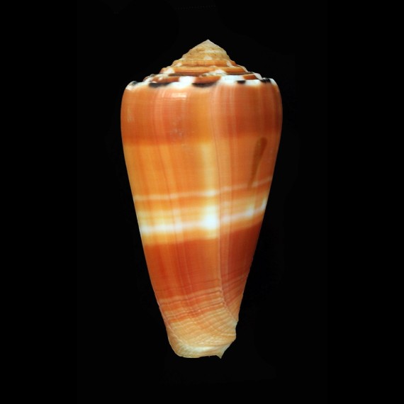 barthelemyi 65,6mm