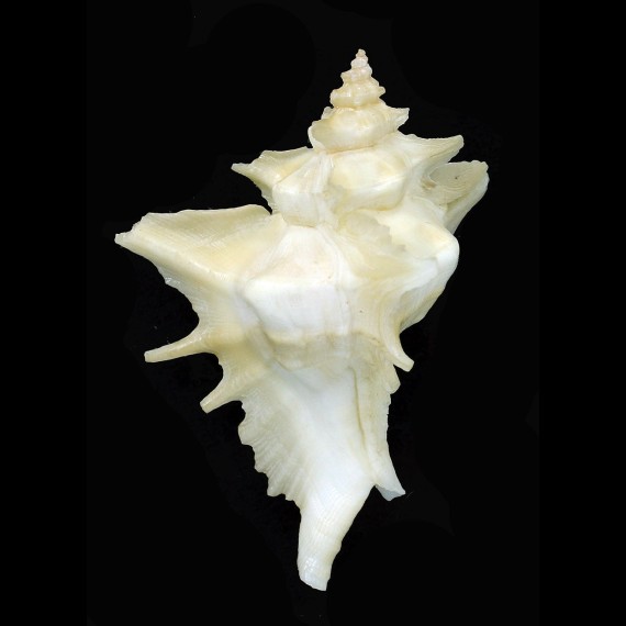 centrifuga 82,0mm GIANT