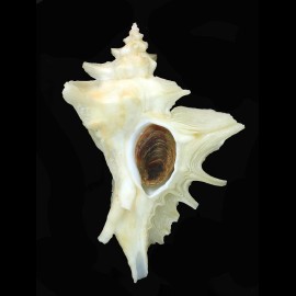 centrifuga 82,0mm GIANT