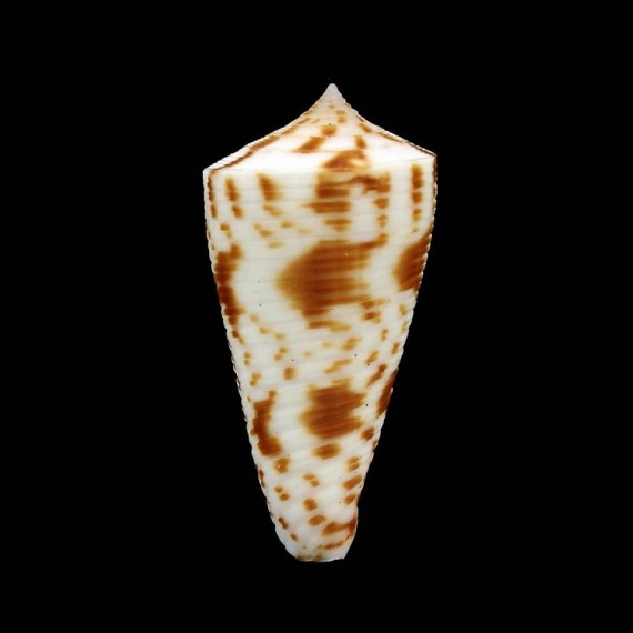 lizardensis 30,1mm