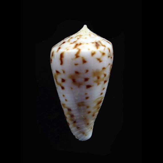 baeri 31,3mm RARE