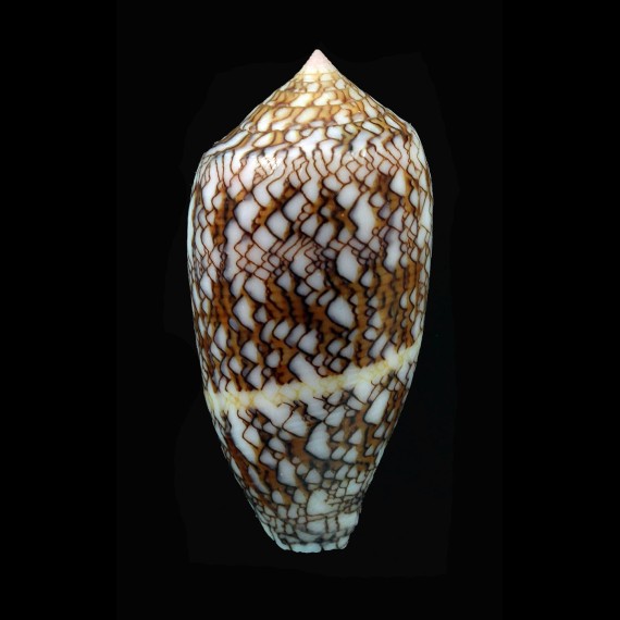 textile anakoensis 58,0mm