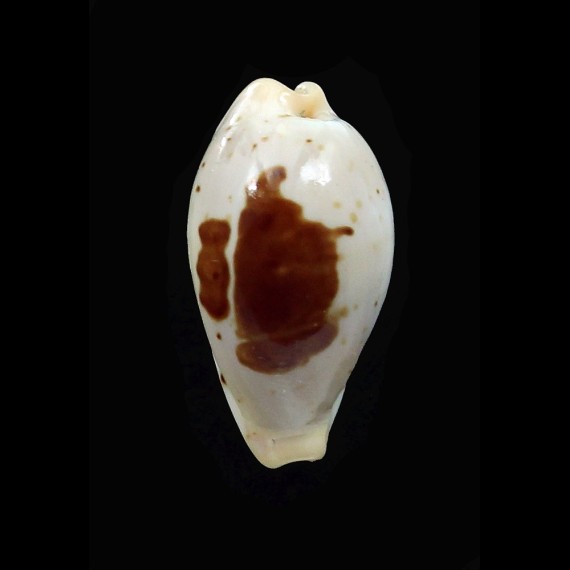 saulae 20,0mm