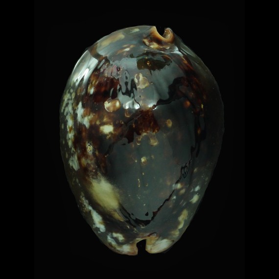 mauritiana 74,0mm