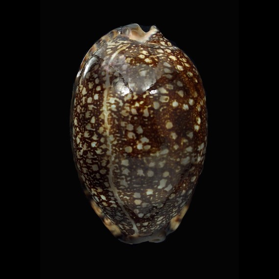 arabica immanis 86,0mm DARK