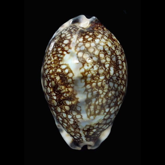 histrio 66,0mm