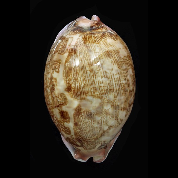 mappa panerythra 74,0mm