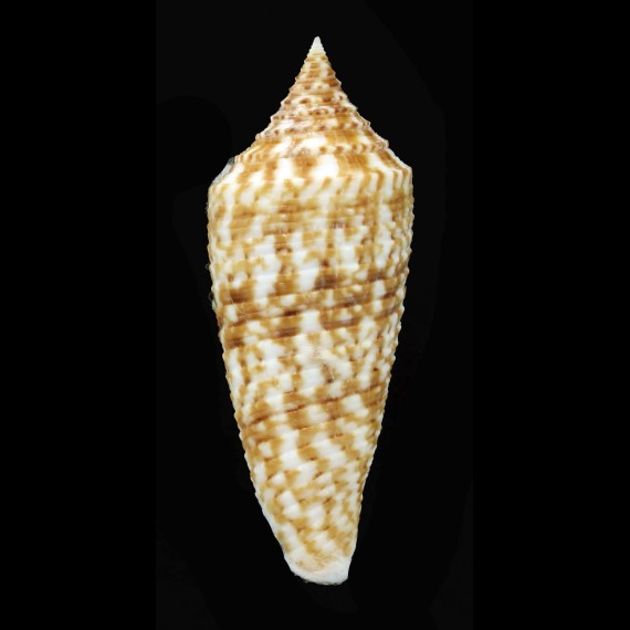 australis duplicatus 57,0mm
