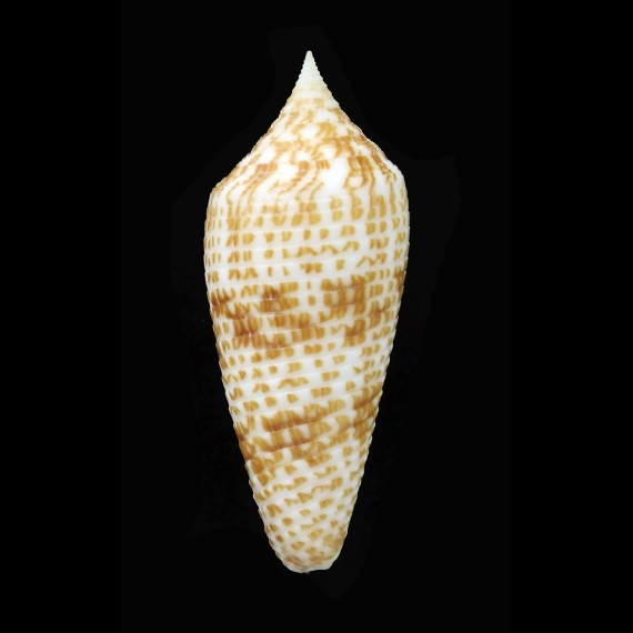 australis 52,0mm JAPAN
