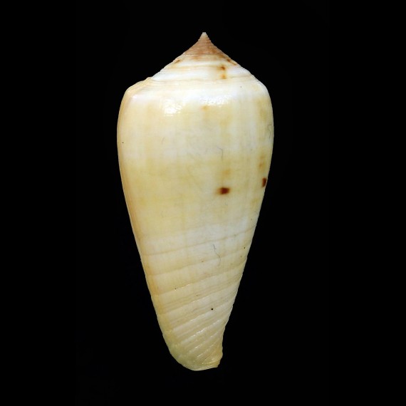 flavus 52,0mm RARE