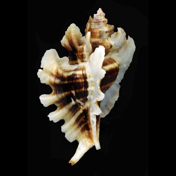 trialata 77,0mm