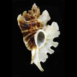 trialata 77,0mm
