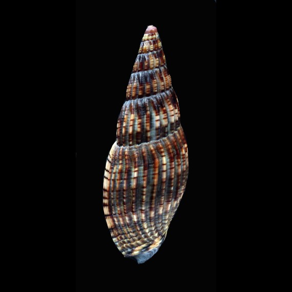 solangeae 64,0mm DARK