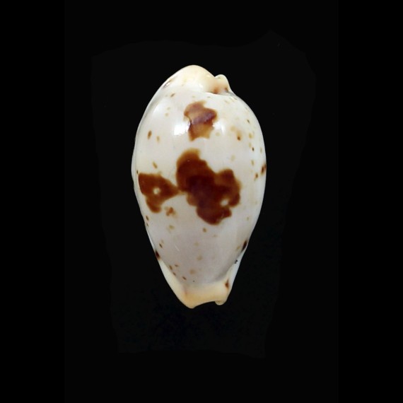 saulae 19,2mm