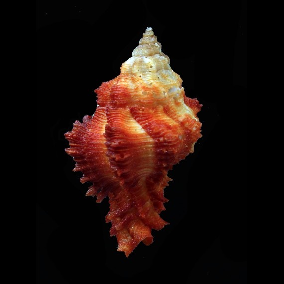 angularis 37,0mm RARE COLOR
