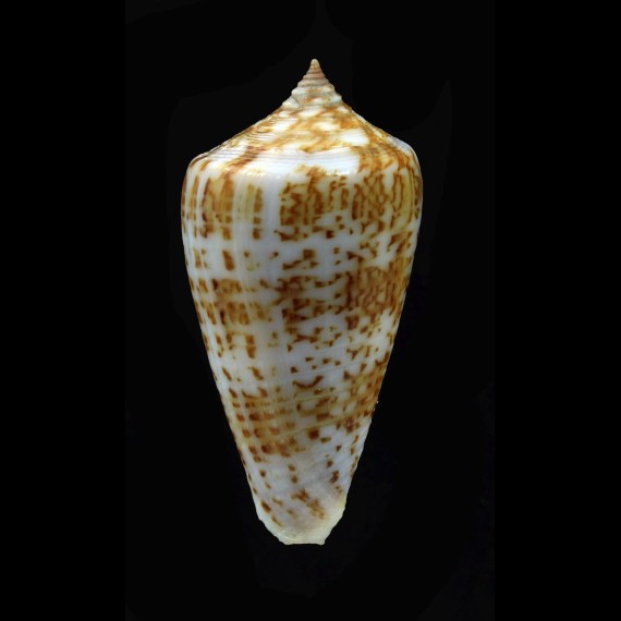 iodostoma 41,0mm