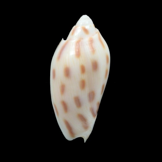 canaliculata harfordi 37,8mm